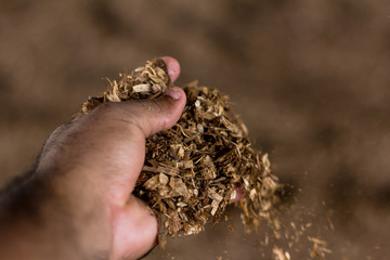 Cattle rancher analyzes sawdust and compost manure in the Compost Barn system. Confinement of livestock ensures higher productivity and quality in milk