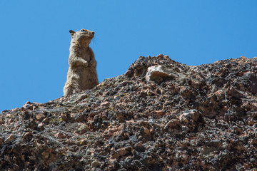 California ground squirrel/It was watched on Juniper Canyon Trail in Pinnacles National Park.