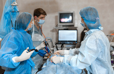 Vet doing the operation for sterilization. The cat on the operating table in a veterinary clinic....