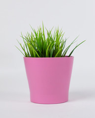 super cute green plant