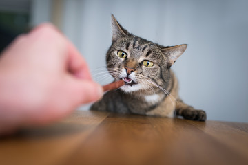 tabby european shorthair cat begging and reaching for treat stick on dining table