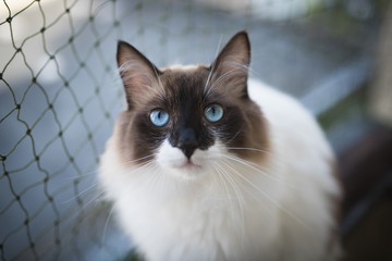 ragdoll cat sitting on balcony in front of cat safety net looking at camera
