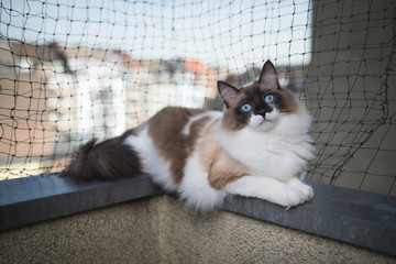 ragdoll cat lying on balcony corner egde in front of cat safety net