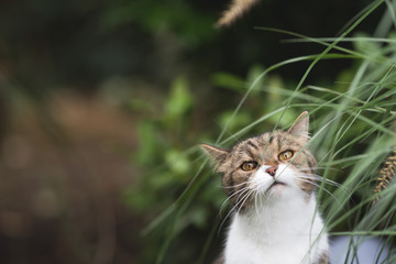 portrait of a tabby british shorthair cat behind some pampas grass culms looking at camera