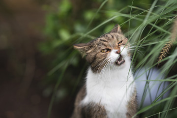 Naklejka na ściany i meble tabby british shorthair cat chewing on pampas grass in the back yard with opened mouth