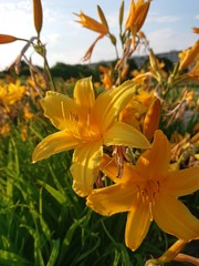 Fototapeta premium Yellow flowers on the field