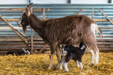 Zicklein trinkt am Euter der Mutterziege