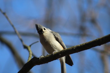 Tufted titmouse