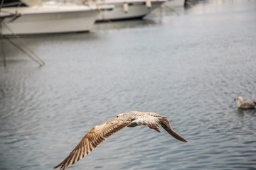 seagulls fly and eat on the pier in Istanbul