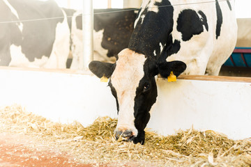 Cow herd of milk eating in compost barn system. Confinement guarantees comfort to the animals and...