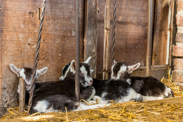 Ziegenbabys kuscheln im Stall