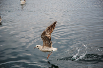 seagulls fly and eat on the pier in Istanbul