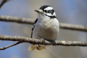 Woodpecker