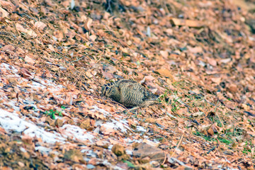 Woodcock. Dry leaves background. Bird: Eurasian Woodcock. Scolopax rusticola.
