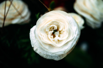 Ranunculus from the family Ranunculaceae detailed photo macro close-up with tilt-shift lens