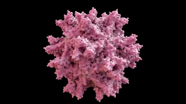 Avian Infectious Bursal Disease Virus (IBDV) Capsid Structure based on PDB : 1WCD, 360 degree rotation loop