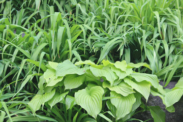 원추리잎과 봄풀