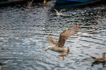 seagulls fly and eat on the pier in Istanbul