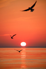 Silhouette of three birds flying over the sea at sunset or sunrise, sun disk over the horizon. Soft focus. Calm nature, pacification concept.