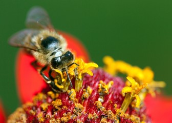 bee or honeybee on red flower