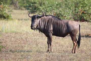 Streifengnu / Blue wildebeest / Connochaetes taurinus