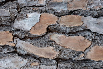 Layered and textured bark of a pine tree background ~BARK OF A TREE~