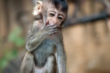 可愛いサル