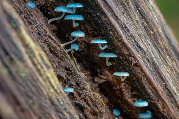 Blue mushroom Mycena interrupta or Pixie's Parasol