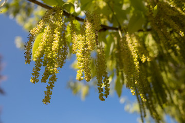 Alnus flowers droop on a tree