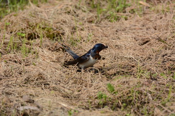 Swallows is preparing to make a nest.