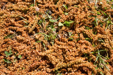 Many Alnus flowers on the ground
