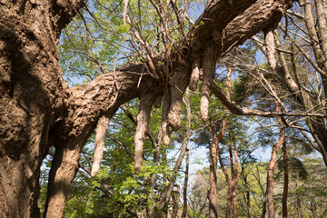 Drooping gnarls of a tree