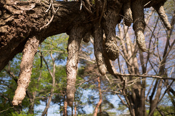 Drooping gnarls of a tree