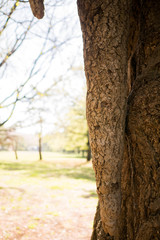 Drooping gnarls of a tree