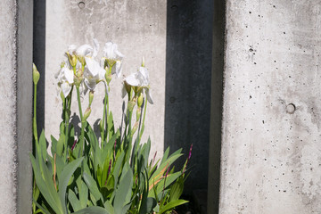 White flowers and a concrete wall
