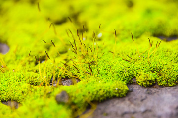 green bright moss close-up abstract pattern in the forest on ground