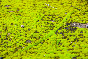 green bright moss close-up abstract pattern in the forest on ground