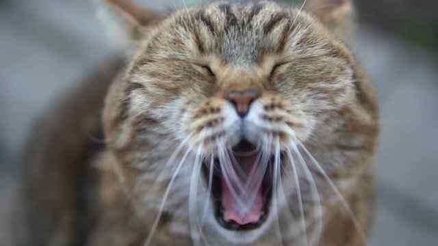 British breed cat yawns