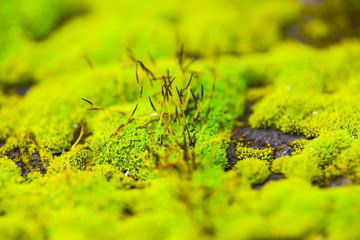 green bright moss close-up abstract pattern in the forest on ground