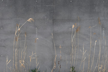 Dried grasses and a concrete wall