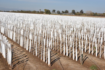 Arizona rose bush nursery