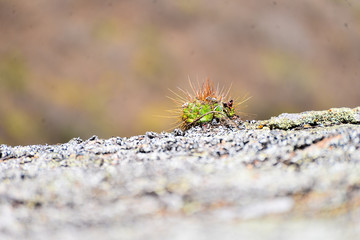 cactus on rock