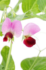 えんどう豆の花　野菜