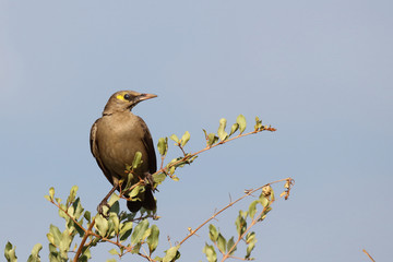 Lappenstar / Wattled starling / Creatophora cinerea..
