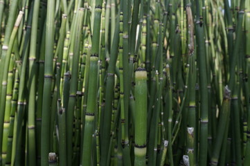Obraz premium bamboo background