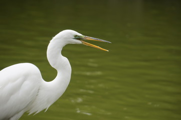 great white egret in the water