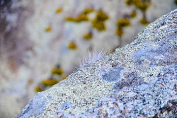 a background of white flowers