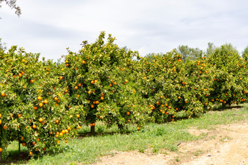 Orange citrus fruit plantation on Peloponnese, Greece, new harvest of sweet juicy oranges, landscape photo