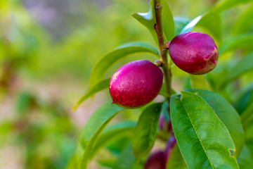 Small unripe apricots fruits riping on apricot tree in spring