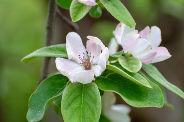 Pink flowers of apple tree, spring blossom on fruit orchard